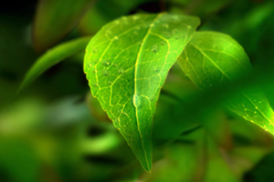 世界環(huán)境日 | 守衛(wèi)凈土 綠色前行 招商交科下屬招商生態(tài)專注生態(tài)環(huán)保，共創(chuàng)美好生活